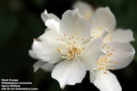 Attēlu rezultāti vaicājumam “Philadelphus coronarius flower”