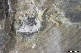 Attēlu rezultāti vaicājumam “Vibrissea decolorans”