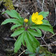 Attēlu rezultāti vaicājumam “Erysimum hieracifolium flower”