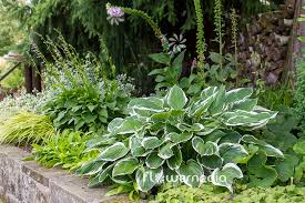 Image result for Hosta fortunei albomarginata