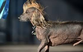 Image result for ugliest dog