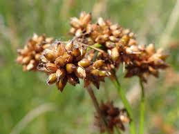 Attēlu rezultāti vaicājumam “Cladium mariscus flower”