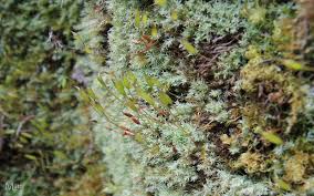 Attēlu rezultāti vaicājumam “Saelania glaucescens”