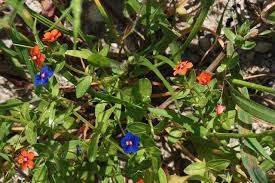 Image result for Anagallis arvensis