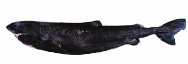 Image result for Somniosus microcephalus