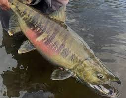 Image result for Oncorhynchus keta