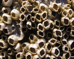 Attēlu rezultāti vaicājumam “Balanus improvisus”