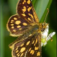 Attēlu rezultāti vaicājumam “Carterocephalus palaemon underside”