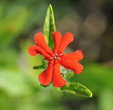Attēlu rezultāti vaicājumam “Silene chalcedonica flower”