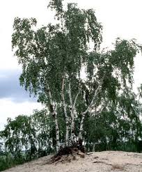 Attēlu rezultāti vaicājumam “Betula pendula var. carelica”