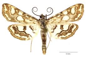 Attēlu rezultāti vaicājumam “Elophila nymphaeata”