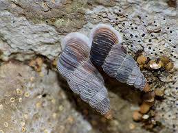 Attēlu rezultāti vaicājumam “Clausiliidae”