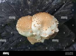 Attēlu rezultāti vaicājumam “Pholiota squarrosoides”