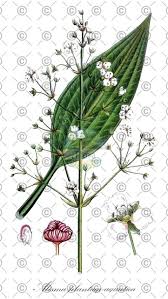 Attēlu rezultāti vaicājumam “Alisma plantago-aquatica fruit”