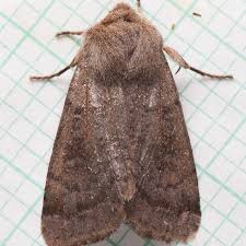 Attēlu rezultāti vaicājumam “Orthosia sp.”