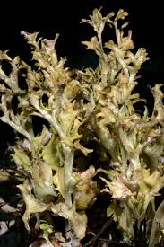 Attēlu rezultāti vaicājumam “Cetraria islandica”