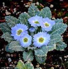 Attēlu rezultāti vaicājumam “Primula farinosa bud”