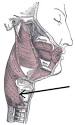Inferior pharyngeal constrictor muscle - Wikipedia, the free ...