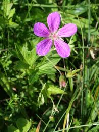 Attēlu rezultāti vaicājumam “Geranium palustre fruit”