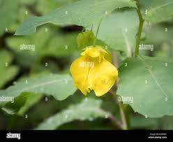 Attēlu rezultāti vaicājumam “Impatiens noli-tangere leaf”