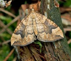 Attēlu rezultāti vaicājumam “Eulithis populata”