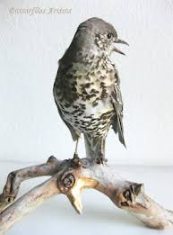 Attēlu rezultāti vaicājumam “Turdus viscivorus”