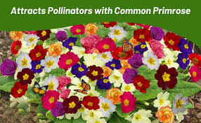 Attēlu rezultāti vaicājumam “Primula x margotae flower”