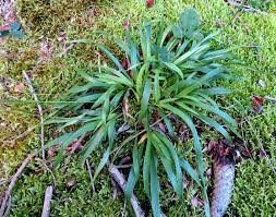 Attēlu rezultāti vaicājumam “Luzula pilosa fruit”