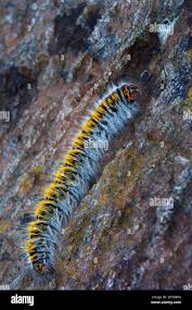 Attēlu rezultāti vaicājumam “Lasiocampa trifolii male”