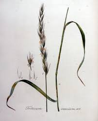 Attēlu rezultāti vaicājumam “Elymus caninus”