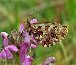 Attēlu rezultāti vaicājumam “Boloria dia”