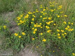 Attēlu rezultāti vaicājumam “Inula britannica”