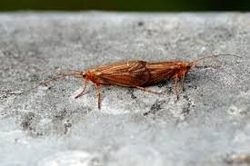 Attēlu rezultāti vaicājumam “Chaetopteryx villosa”