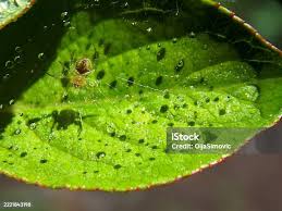 Attēlu rezultāti vaicājumam “Rhopalosiphum oxyacanthae”