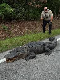 Image result for London Gators