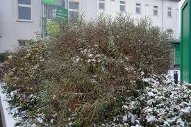 Attēlu rezultāti vaicājumam “Salix repens subsp. rosmarinifolia flower”