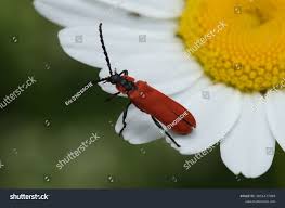 Attēlu rezultāti vaicājumam “Lygistopterus sanguineus larva”
