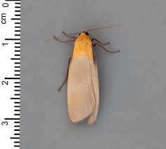 Attēlu rezultāti vaicājumam “Lithosia quadra male”