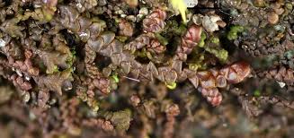 Attēlu rezultāti vaicājumam “Frullania tamarisci”