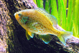 Image result for Lepomis gibbosus