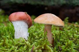 Attēlu rezultāti vaicājumam “Gomphidius roseus”