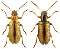 Attēlu rezultāti vaicājumam “Orsodacne cerasi”