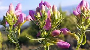 Attēlu rezultāti vaicājumam “Centaurium erythraea bud”