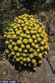 Attēlu rezultāti vaicājumam “Rhodiola rosea flower”
