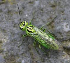 Attēlu rezultāti vaicājumam “Rhogogaster picta”