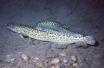 Image result for Lota lota