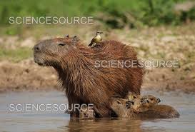 Attēlu rezultāti vaicājumam “Hydrochoerus hydrochaeris”