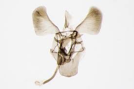 Attēlu rezultāti vaicājumam “Parornix anglicella”