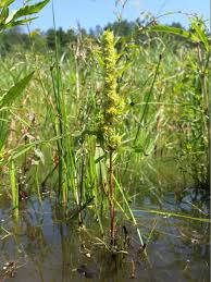 Attēlu rezultāti vaicājumam “Rumex maritimus”