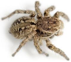 Attēlu rezultāti vaicājumam “Aelurillus v-insignitus”